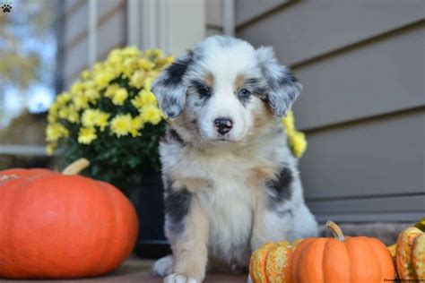 Click here to view australian shepherd dogs in ohio for adoption. Chase - Australian Shepherd Puppy For Sale in Ohio ...