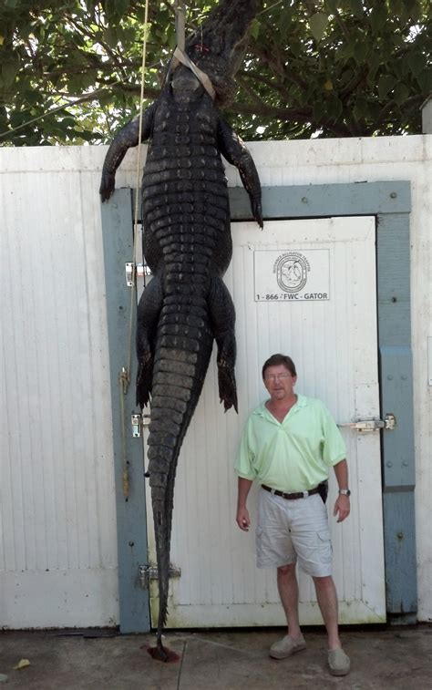 florida trapper catches monster 14 foot alligator in a residential lake