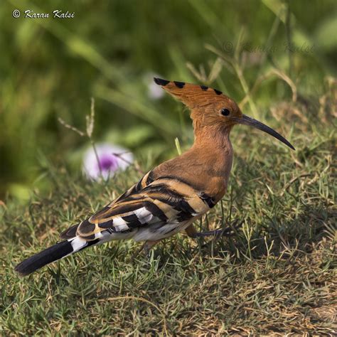 The Hoopoe The Hoopoe Upupa Epops Is A Colourful Bird Fo Flickr