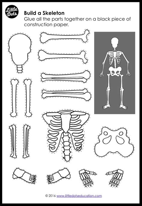 My Body Bones And Skeleton Activities And Printables For K 2