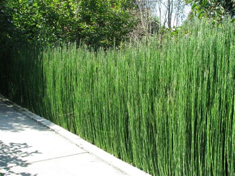 Pflanzen wie zwergbirnen, buchsbaum, kirschlorbeer, bambus und hortensien dienen als sichtschutz auf der terrasse. Pin auf Sichtschutz für Garten und Terrasse