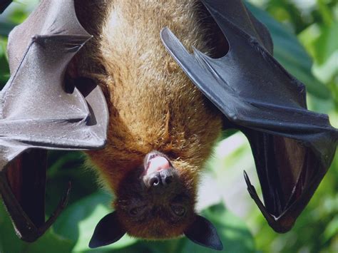 The Giant Golden Crowned Flying Fox Also Known As The Golden Capped