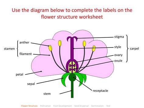 Flower Structure And Reproduction Worksheet Plant Reproduction