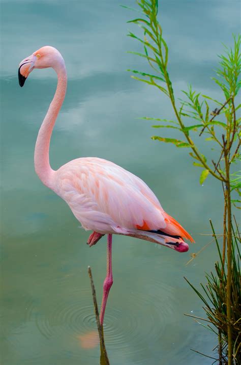 Pink Flamingo Free Stock Photo Public Domain Pictures