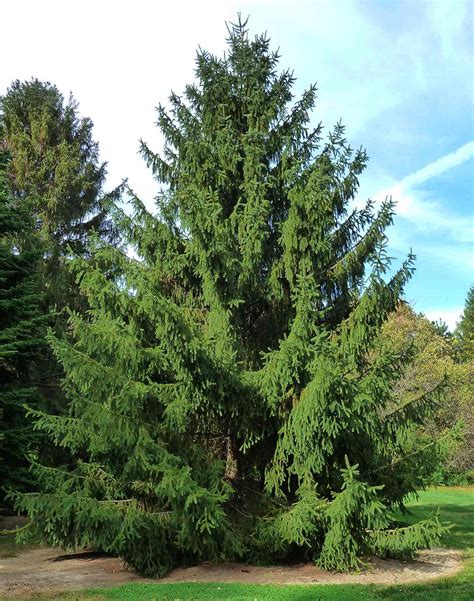 The 10 Best Evergreen Trees For Privacy And Year Round Greenery