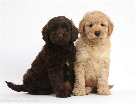 Dogs Cute Toy Goldendoodle Puppies Photo Goldendoodle Puppy