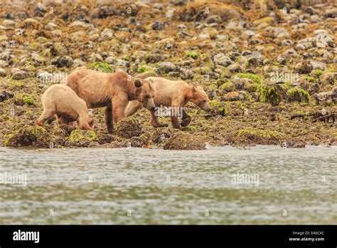 Grizzly Bears In Knight Inlet British Columbia Stock Photo Alamy