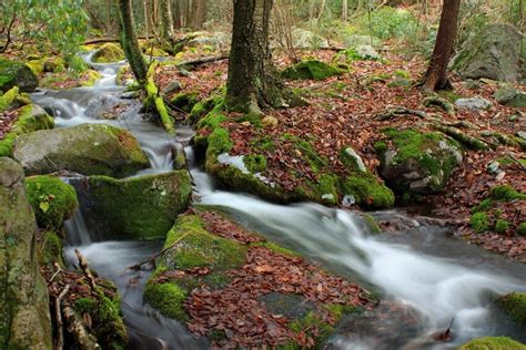 Free Picture Wood Leaf Nature Stream Water Moss Creek Waterfall
