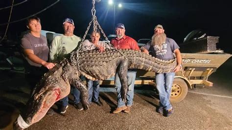 Alabama Hunting Parties Reel In Monstrous Alligators