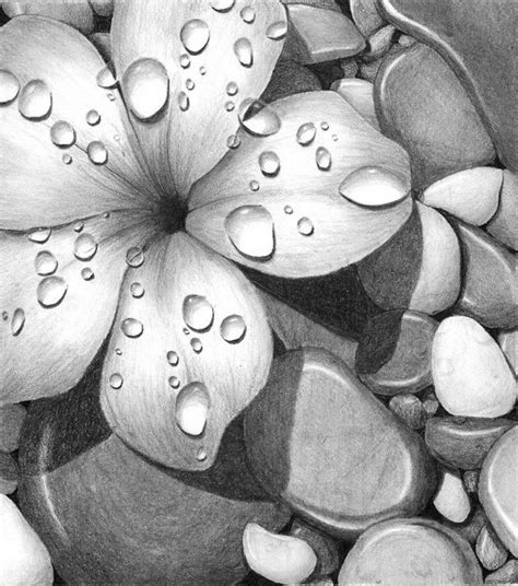 10 Beautiful Flower Drawings For Inspiration 2017 Realistic Flower