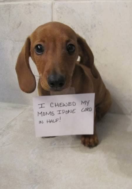 15 Absolutely Hilarious Dogshaming Signs Dog Shaming Dogshaming Oddee