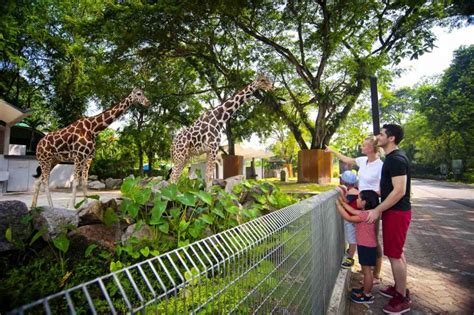 Dengan keluasan lebih dari 110 ekar, taman ini memberi anda peluang unik untuk melihat lebih dari 5137 tiket masuk anda juga termasuk pelbagai persembahan, pertunjukan dan sesi memberi makan di taman termasuk pertunjukan pelbagai haiwan. Jom "Adopt An Animal" Bantu Zoo Negara Kekal Operasi ...