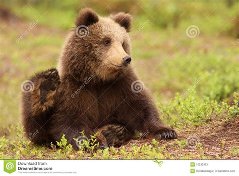 Cute Little Brown Bear Cub Stock Image Image Of Green
