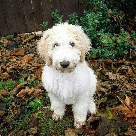 Harvey the great danoodle we have great danoodle puppies please. Great Danoodle puppy! We have Great Danoodle puppies! Please visit Great Doodles and Danoodles ...