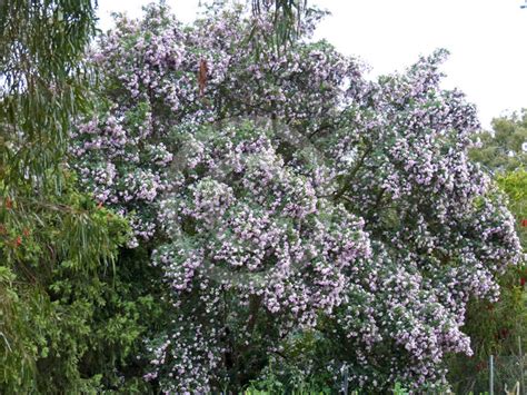 Virgilia Oroboides Tree In A Hurry Information And Photos
