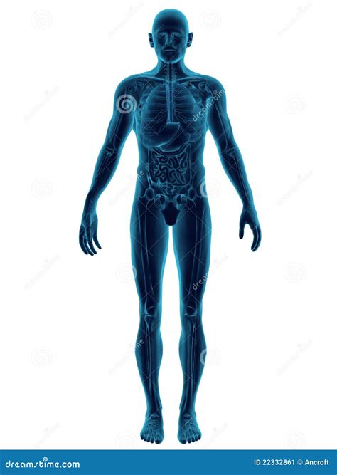 Human Body Png Image