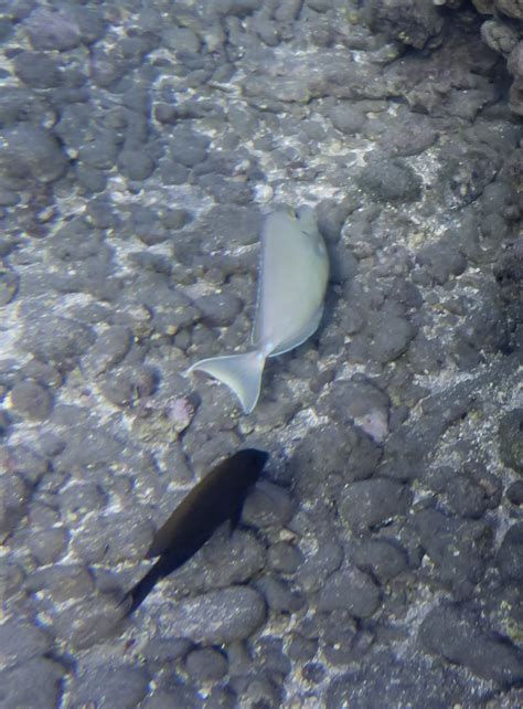 Exploring Maui Reef Fish Identified