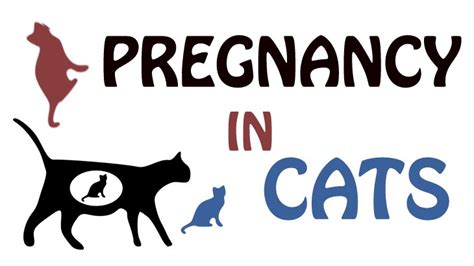 A Guide To Pregnancy In Cats Stages Nutrition Complications And More