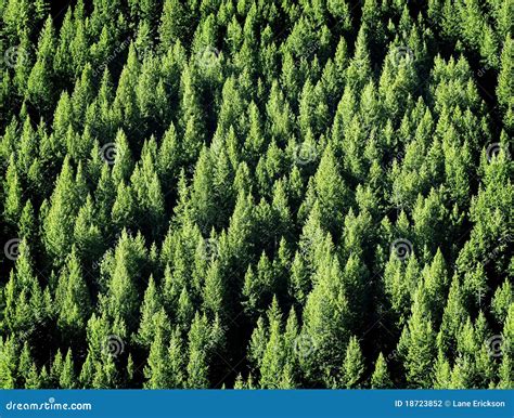 Pine Tree Forest Stock Photo Image Of Life Coniferous 18723852
