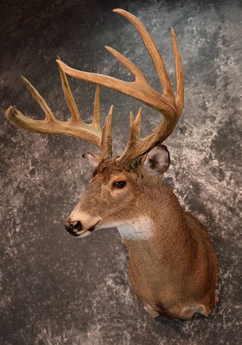 Whitetail Taxidermy Mount For Sale Sku 1186 All Taxidermy
