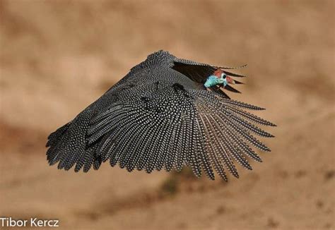 Birds In Flight South African Birds Some Beautiful Images Guinea Fowl