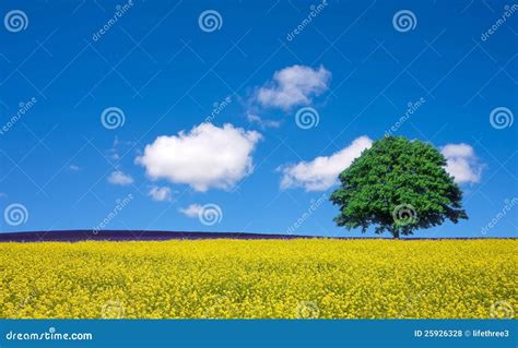 Lone Tree And Fields Stock Photo Image Of Brassica Lonely 25926328
