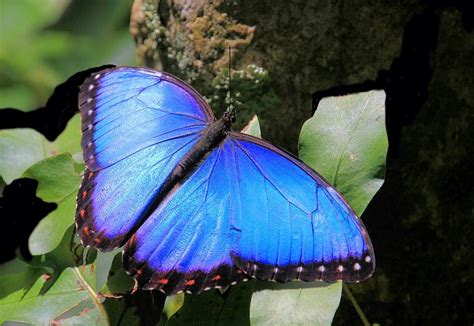 The Spiritual Meaning Of Blue Butterfly Symbolism Omens And Meanings