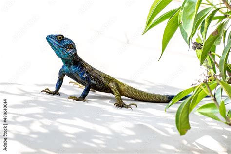 Black Necked Agama Acanthocercus Atricollis Also Known As Southern