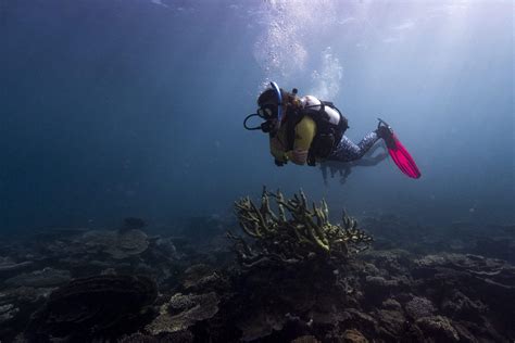Ningaloo Reef Dive Ningaloo Padi Dive Center
