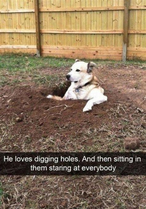 He Loves Digging Holes And Then Sitting In Them Staring At Everybody
