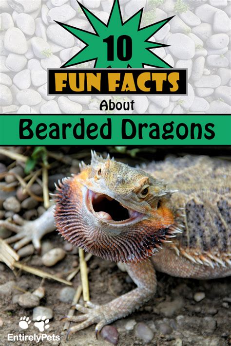 10 Fun Facts About Bearded Dragons Bearded Dragon Pictures Of