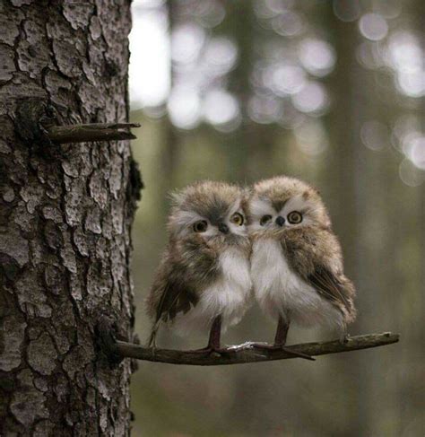 Owlettes Cute Baby Owl Cute Baby Animals Baby Owls