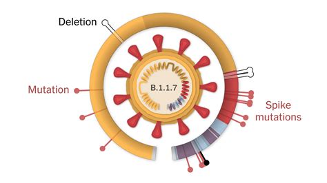 Inside The B 1 1 7 Coronavirus Variant The New York Times