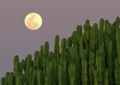 Full Moon Rising Over Cacti Photograph By Achim Mittler Frankfurt Am