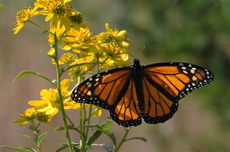 Free Picture Orange Colored Insect Monarch Butterfly