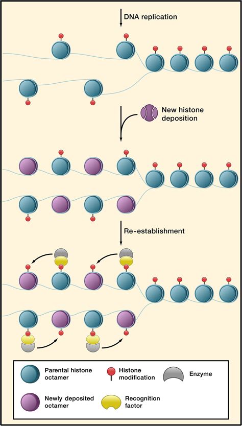 Mechanisms For The Inheritance Of Chromatin States Cell