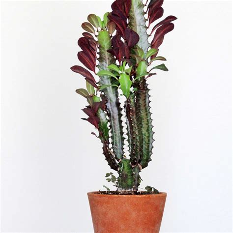 Tall Succulent Plant Types Best Succulent Ideas