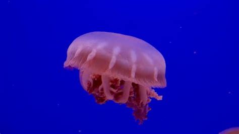 A Jellyfish Moving In The Water Free Stock Video Footage Royalty Free