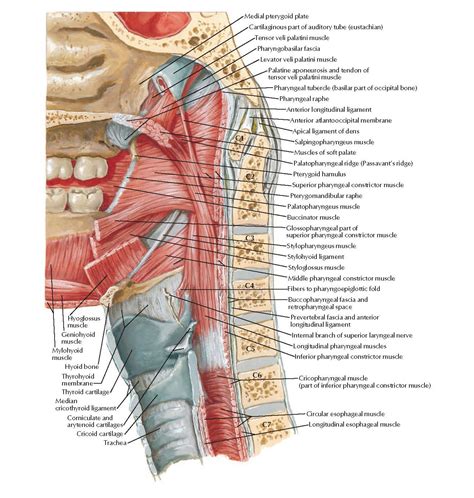 Muscles Of Pharynx Medial View Anatomy Pediagenosis