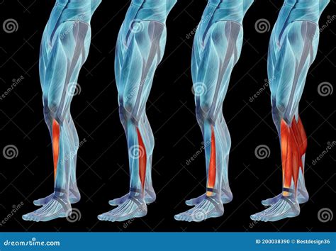 3d Human Lower Leg Anatomy Or Anatomical And Muscle Set Or Collection