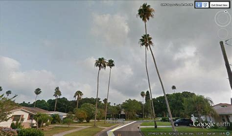 Tallest Palm Tree In Florida Discussing Palm Trees