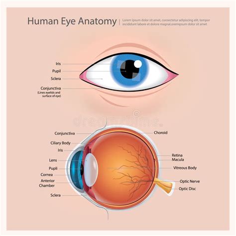 Realistic Eye Anatomy Infographics Stock Vector Illustration Of Ball