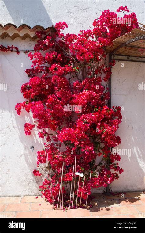 Red Bougainvillea Against Wall French Riviera Stock Photo Alamy