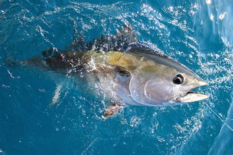 Pesca Del Atún Trucos Y Secretos Especies Y Los Mejores Guías De