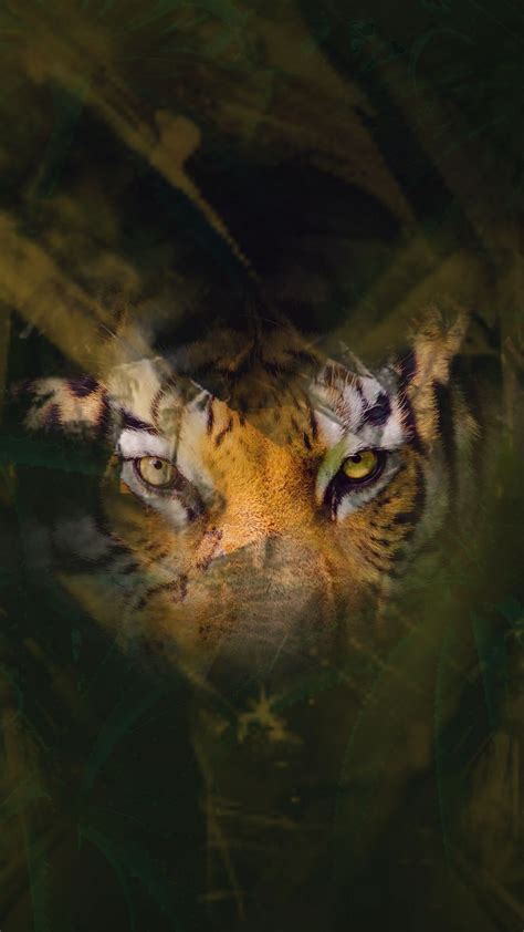 Tiger Eyes Wallpapers Top Free Tiger Eyes Backgrounds Wallpaperaccess
