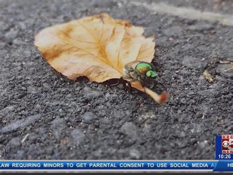 Bookcliff Gardens Joins The Fight Against Japanese Beetles
