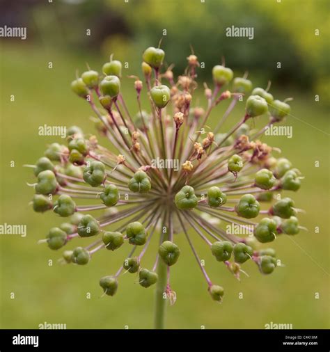 Close Up Of An Allium Seed Head Stock Photo Alamy