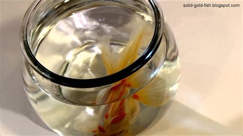 Why Not To Keep Goldfish In A Bowl Youtube