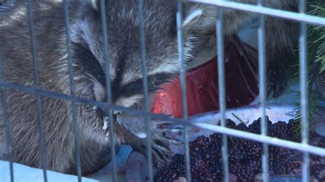 Dozens of raccoons in care of Vancouver Island wildlife rescue | CTV News