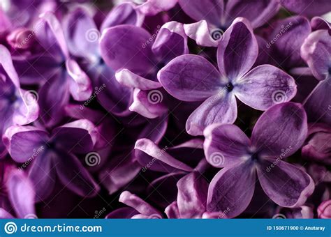 Macro Shot Bright Violet Lilac Flowers Abstract Romantic Floral